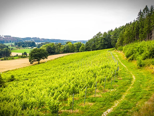 weinwanderung-16zu9-1.jpg