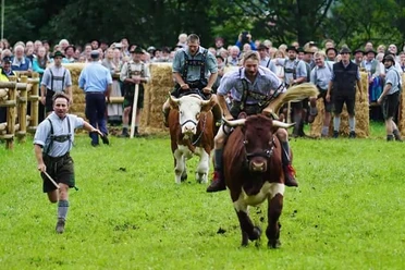 2. Wallgauer Ochsenrennen