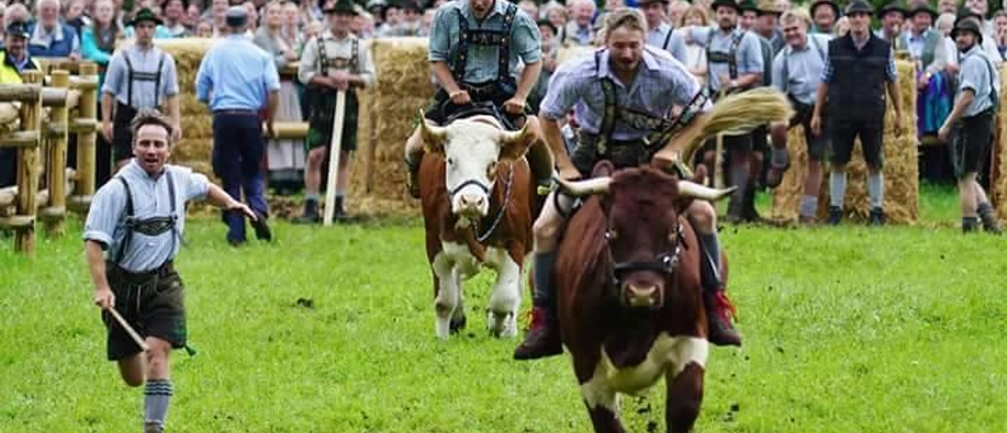 2. Wallgauer Ochsenrennen