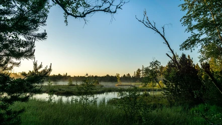 Morgenstimmung im sensiblen Gebiet des Wildsees, Deutschlands größtem Hochmoor