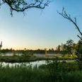 Morgenstimmung im sensiblen Gebiet des Wildsees, Deutschlands größtem Hochmoor