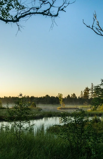 Morgenstimmung im sensiblen Gebiet des Wildsees, Deutschlands größtem Hochmoor