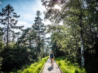 Bohlenweg durchs Wildseemoor