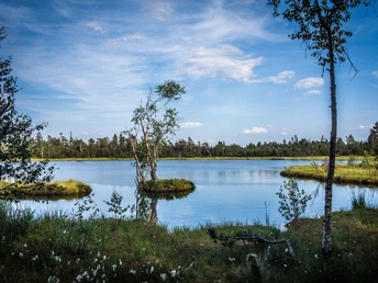 Wildseemoor am Kaltenbronn