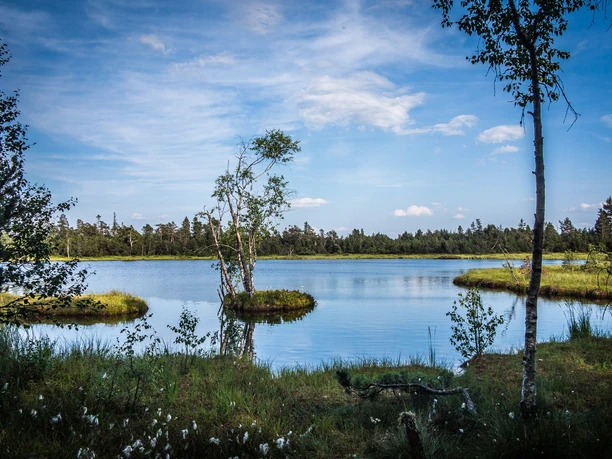 Wildseemoor am Kaltenbronn