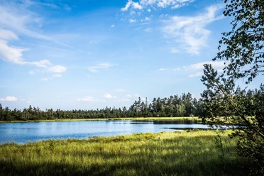 Wildseemoor am Kaltenbronn