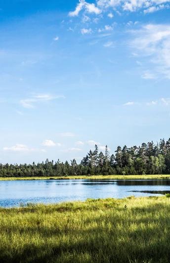 Wildseemoor am Kaltenbronn