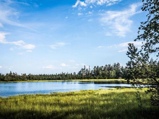 Wildseemoor am Kaltenbronn