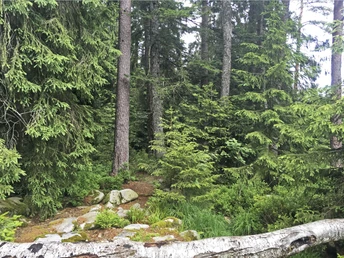 Wald im Hochmoor Kaltenbronn