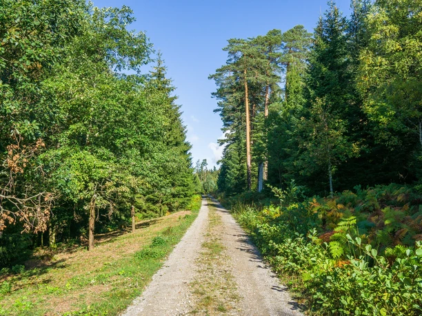 Breite Wanderwege auf dem Kaltenbronn