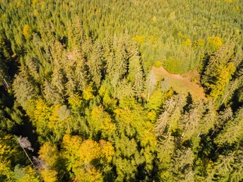 Wälder auf dem Kaltenbronn