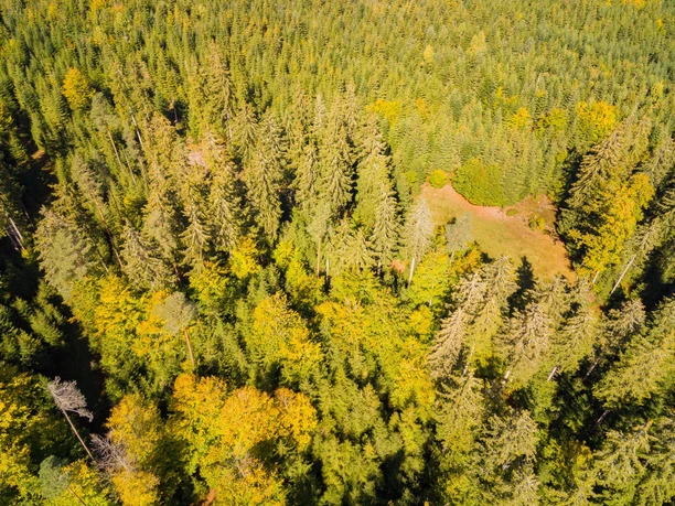 Wälder auf dem Kaltenbronn