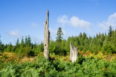 Naturerlebnis Kaltenbronn