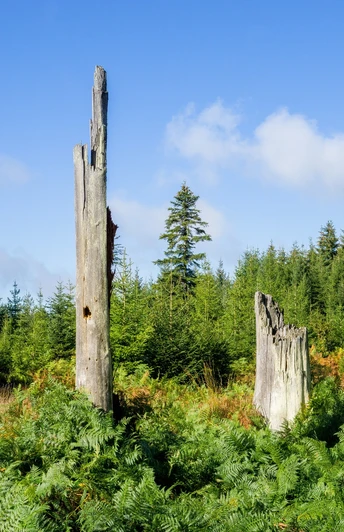 Naturerlebnis Kaltenbronn