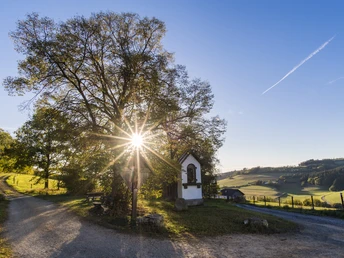Lausebuche 1.jpg Eine alte Buche an einem Heiligenhäuschen