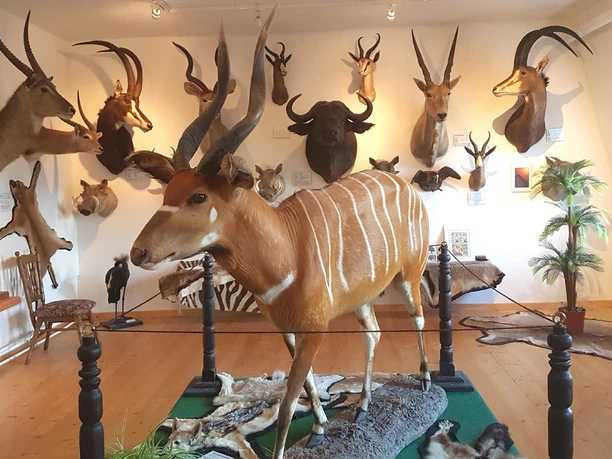 Jagdausstellung Jagdausstellung mit präparierten Antilopen und Wildtieren in einem hellen Ausstellungsraum.