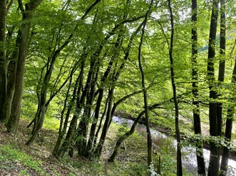Wald und Bach Louisendorf Rundweg 2