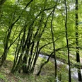 Wald und Bach Louisendorf Rundweg 2