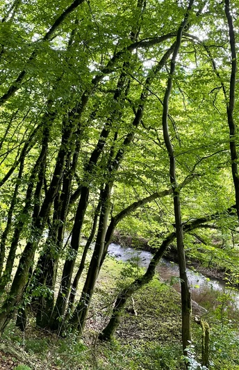 Wald und Bach Louisendorf Rundweg 2