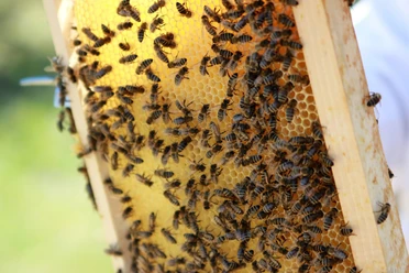 Bienen