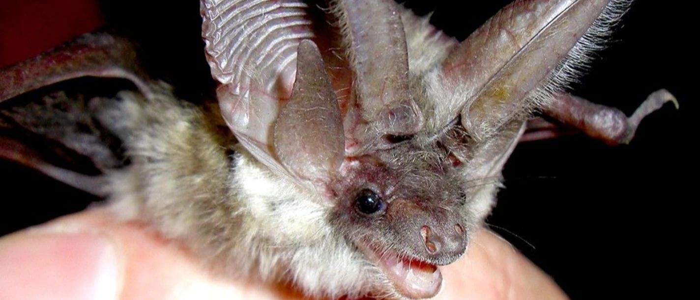 Nahaufnahme von einer Fledermaus vor dunklem Hintergrund.