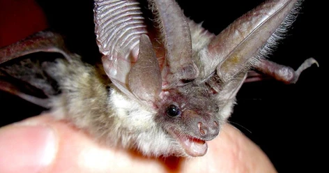 Fledermausexkursion Vogelsang IP (c) H. Körber.jpg Nahaufnahme von einer Fledermaus vor dunklem Hintergrund.