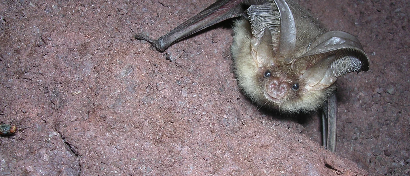 Fledermaus Graues Langohr