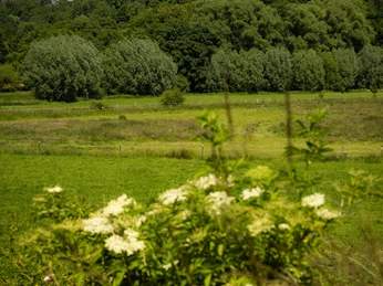 Wewelsburg thront eindrucksvoll auf einem Hügel und überblickt grüne Wiesen und Büsche.