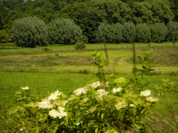 Wewelsburg thront eindrucksvoll auf einem Hügel und überblickt grüne Wiesen und Büsche.