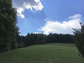 Wiesenweide am Wegekreuz