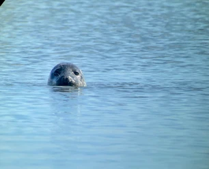 seehund-safari-neßmersiel.jpg Kopf eines Seehundes im Wasser