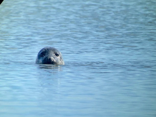 seehund-safari-neßmersiel.jpg Kopf eines Seehundes im Wasser