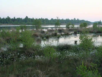 Naturschutzgebiet Hahnenmoor Weitläufige Moorlandschaft mit Wasserflächen, jungen Birken und blühendem Wollgras im Abendlicht.