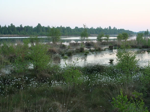 Naturschutzgebiet Hahnenmoor Weitläufige Moorlandschaft mit Wasserflächen, jungen Birken und blühendem Wollgras im Abendlicht.