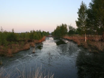Naturschutzgebiet Hahnenmoor Wasserfläche im Hahnenmoor mit Moorpflanzen, jungen Birken und Abendlicht über ruhiger Landschaft