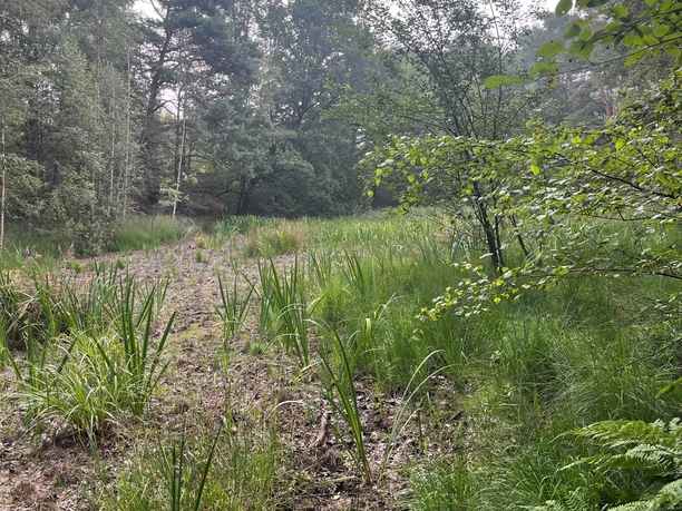Schierls Teich trockener Weiher im Sommer