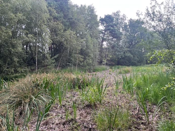 Schierls Teich - trockener Weiher im Sommer