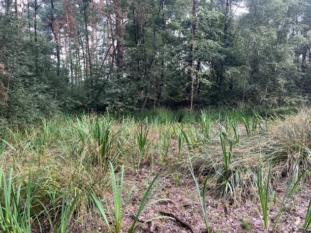 Schierls Teich - trockener Weiher im Sommer
