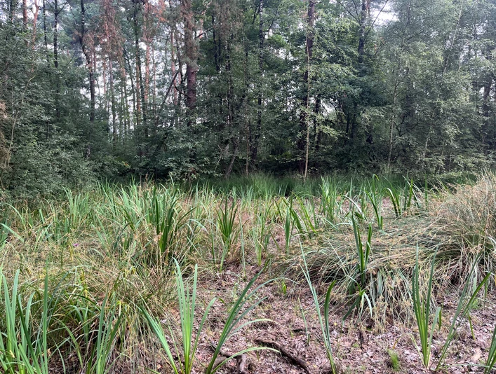 Schierls Teich (c) Heidi Grefer Gütersloh Marketing CC-by-SA.jpg Schierls Teich - trockener Weiher im Sommer