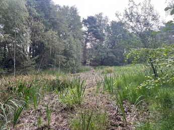 Schierls Teich - trockener Weiher im Sommer