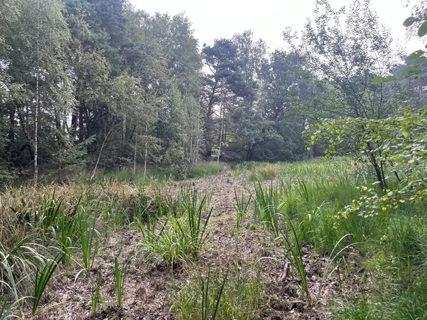 Schierls Teich - trockener Weiher im Sommer