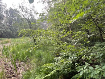 Schierls Teich - trockener Weiher im Sommer