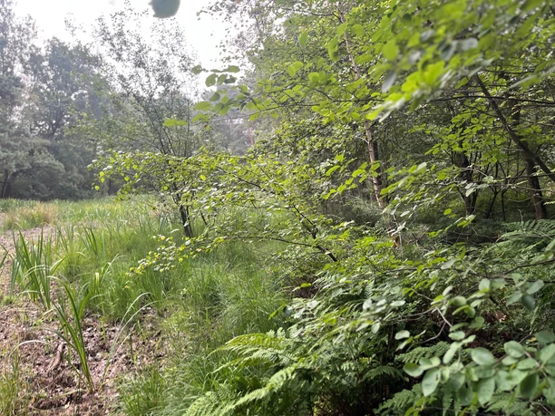 Schierls Teich - trockener Weiher im Sommer