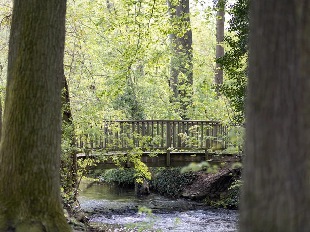 Lutterwald.jpg Brücke über die Lutter im Lutterwald