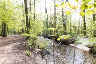 Lutter im Lutterwald