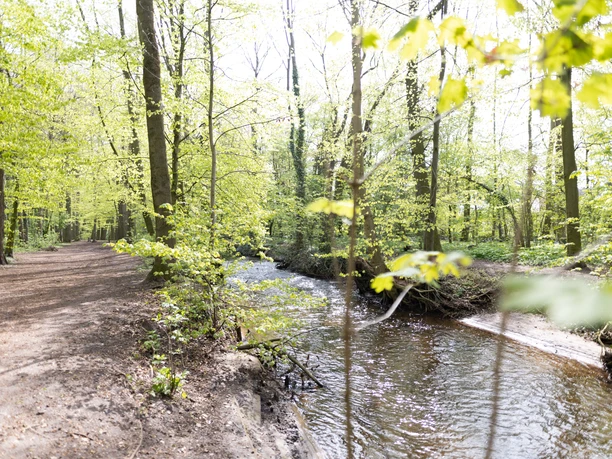 Lutterwald Lutter im Lutterwald