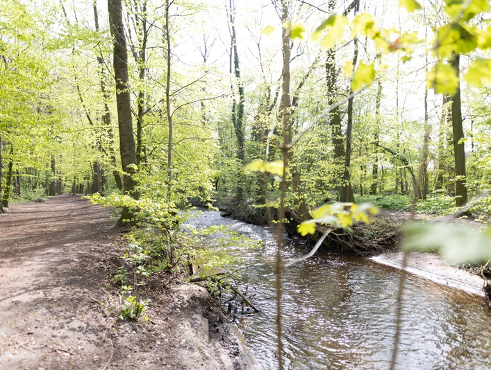 Lutterwald Lutter im Lutterwald