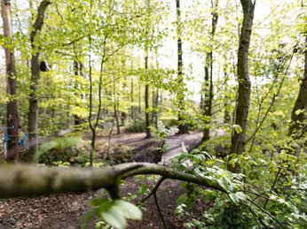Lutterwald.jpg gefallener Baum im Lutterwald