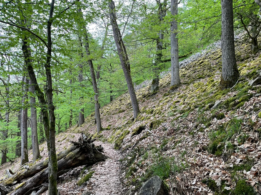 Blockhalde in der Waldeckischen Schweiz