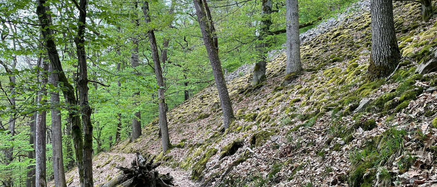 Blockhalde in der Waldeckischen Schweiz
